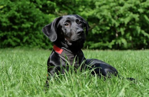 dog-black-labrador-black-dog-162149