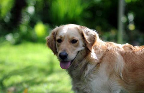 yoko-golden-retriever-happy-yellow-80968